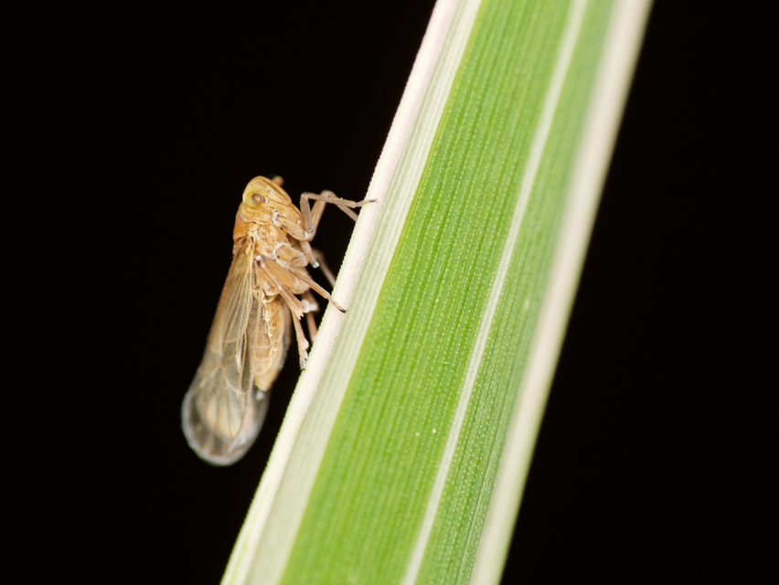Delphacidae - sarkantyús kabócák