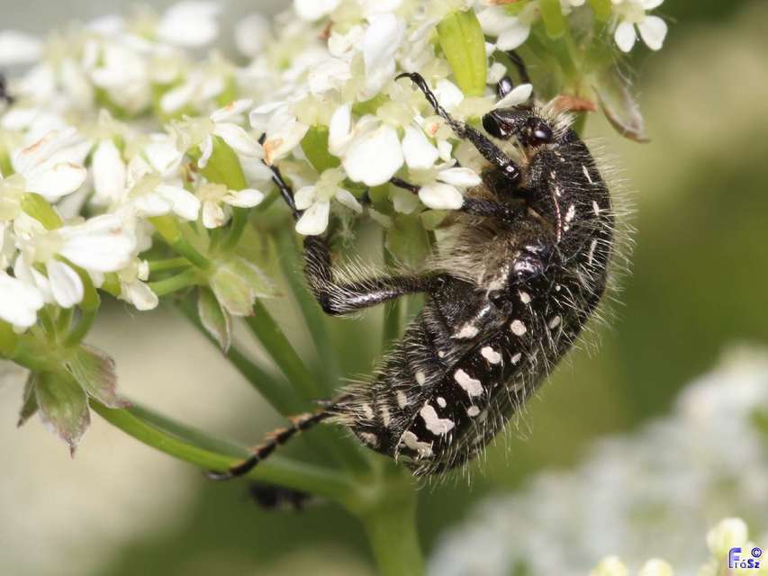 Oxythyrea funesta - sokpettyes virágbogár