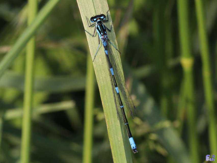 Coenagrion pulchellum - karcsú légivadász