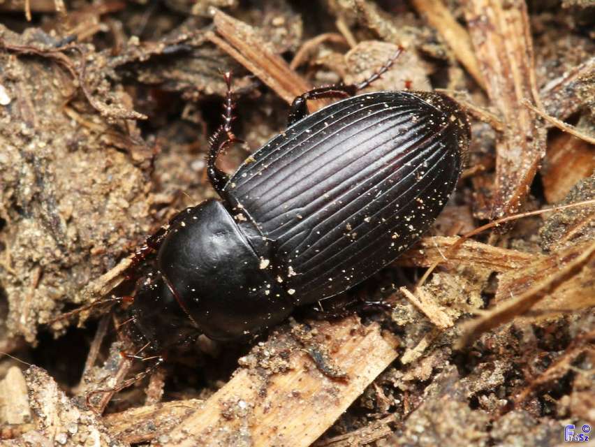 Harpalus serripes - fekete lomhafutó