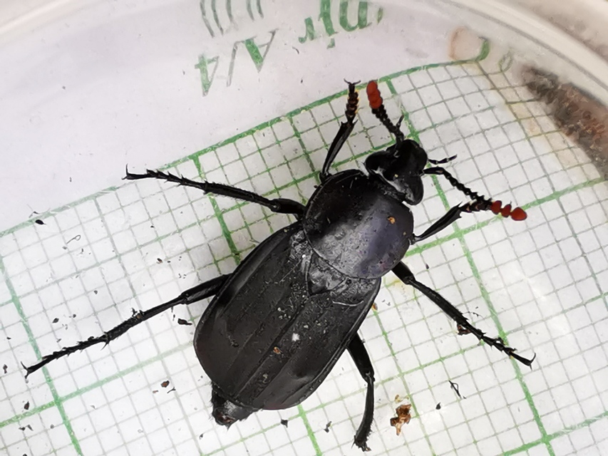 Necrodes littoralis - nagy dögbogár