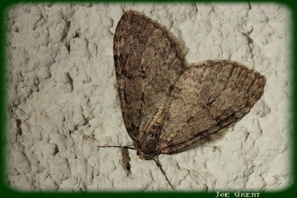 Epirrita christyi/dilutata