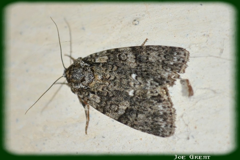 Acronicta rumicis - sóska-szigonyosbagoly