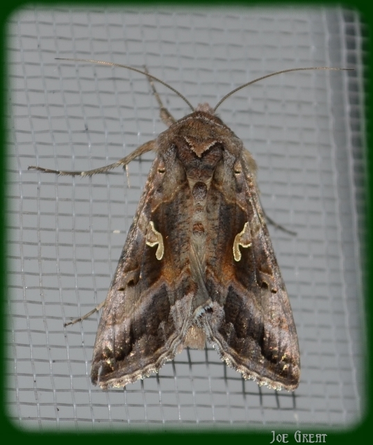 Autographa gamma - gammalepke