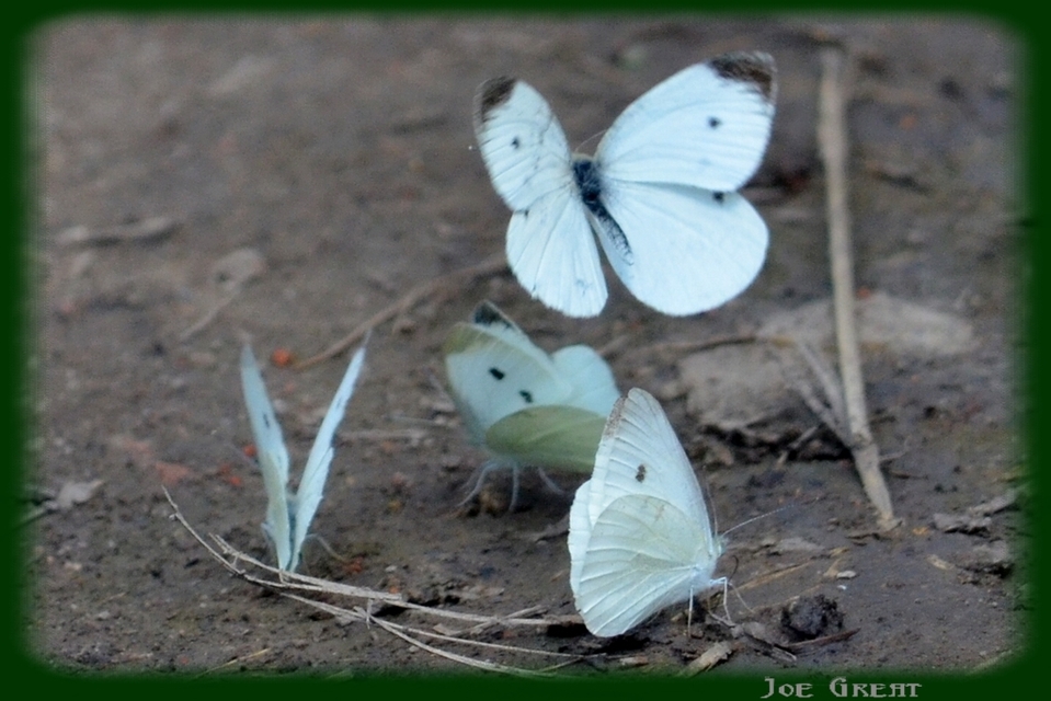 Pieris rapae - répalepke