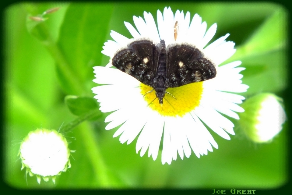 Heliothela wulfeniana - fényes kormosmoly