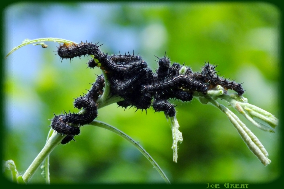 Nymphalis xanthomelas - vörös rókalepke