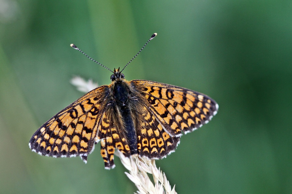 Melitaea cinxia - réti tarkalepke