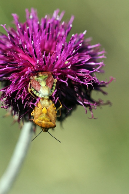 Carpocoris