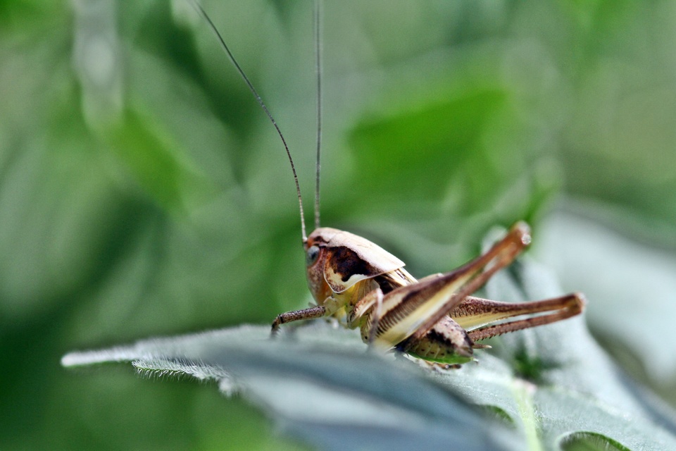 Decticus verrucivorus - szemölcsevő szöcske