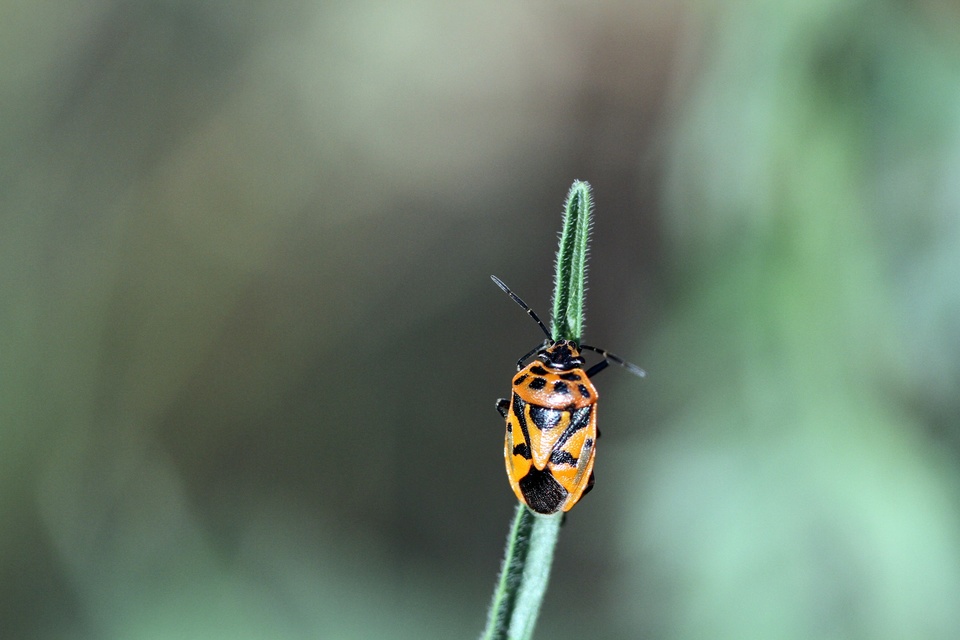 Eurydema ornata - díszespoloska