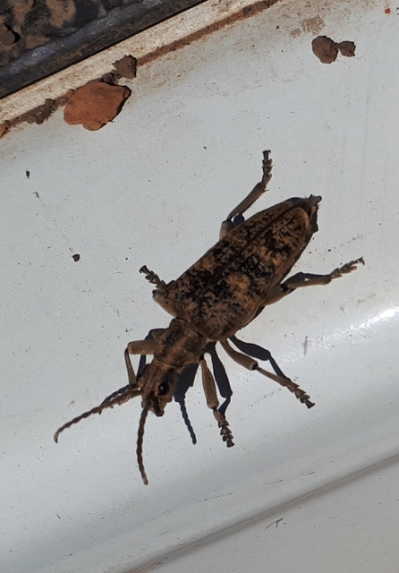 Rhagium sycophanta - tölgyes-tövisescincér