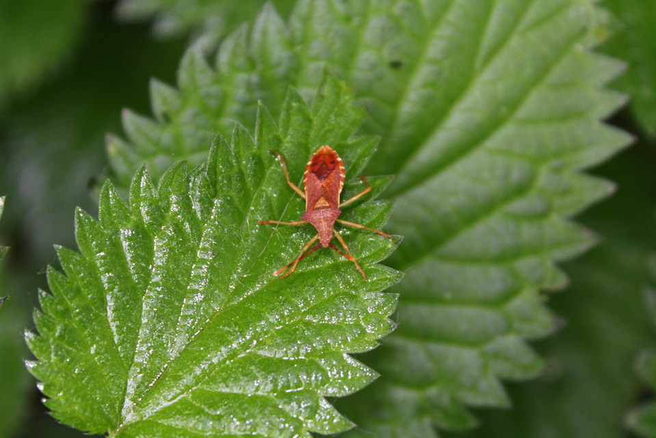 Gonocerus