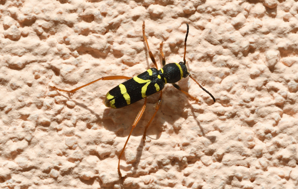 Clytus arietis - közönséges darázscincér
