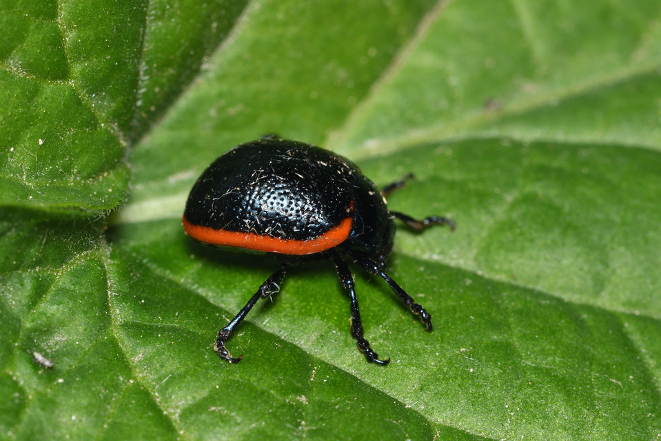Chrysolina rossia - trapézhátú szegélyeslevelész