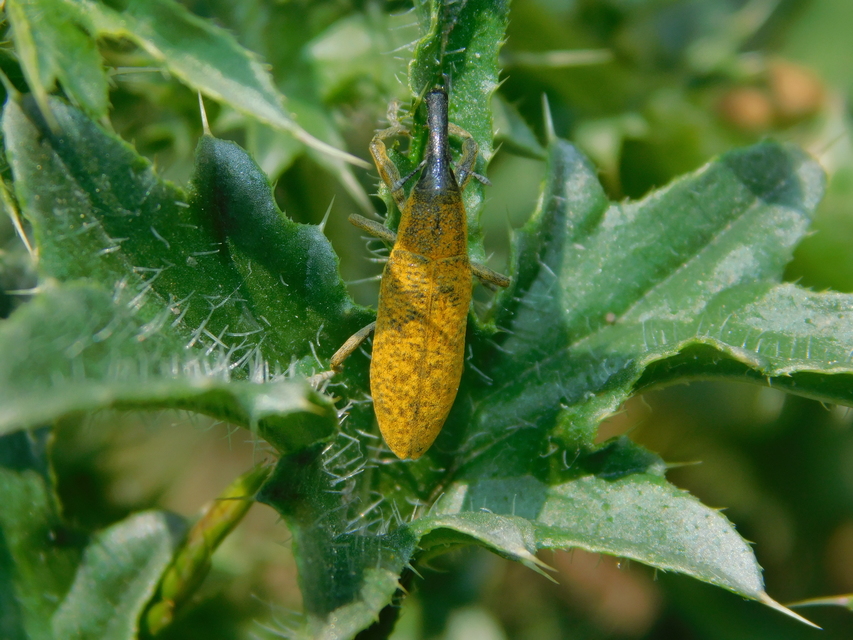 Lixus pulverulentus - mályvafúró dudvabarkó