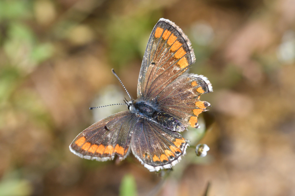 Aricia agestis - szerecsenboglárka