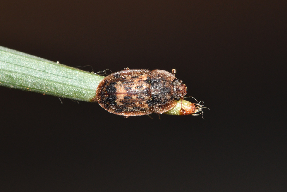 Soronia grisea - pettyegetett fénybogár