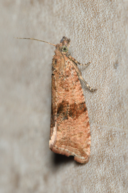 Celypha striana - pitypangfúró tükrösmoly