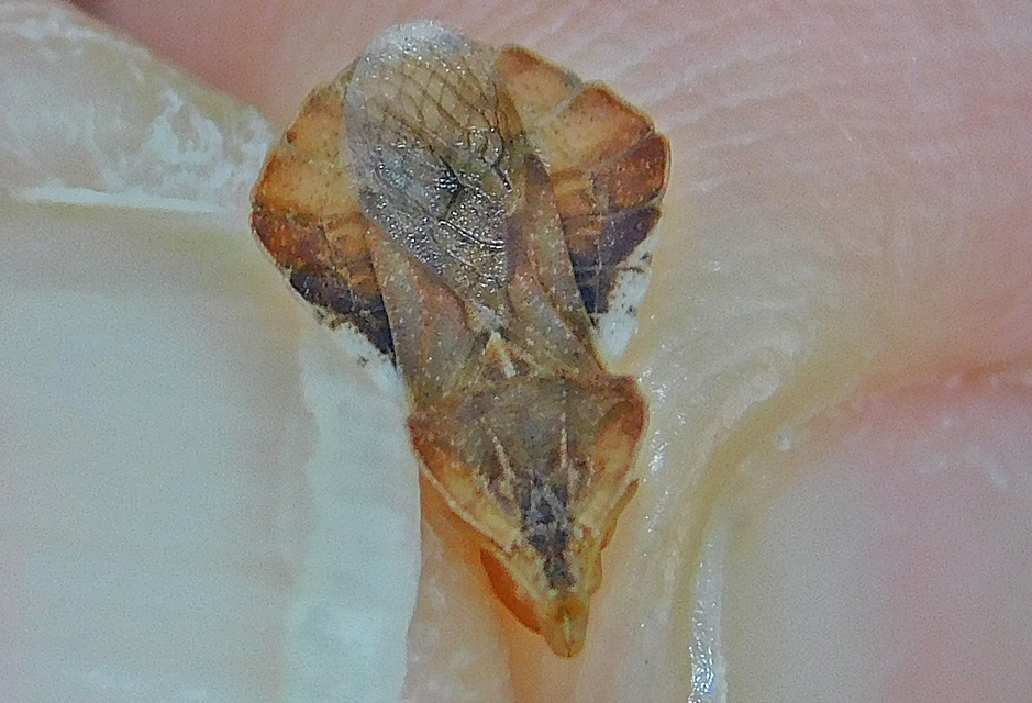 Phymata crassipes - fogólábú poloska