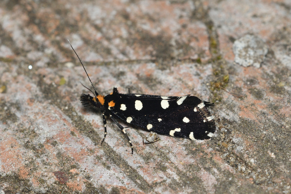 Euplocamus anthracinalis - fésűscsápú korhadékmoly