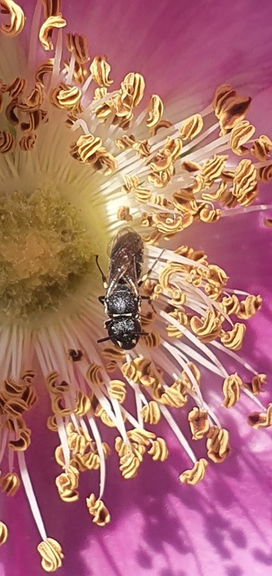 Hylaeus