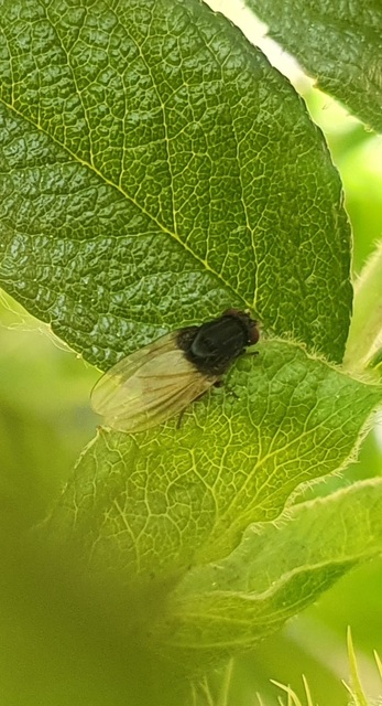 Minettia longipennis