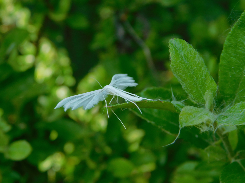 Pterophorus pentadactyla - fehér tollasmoly