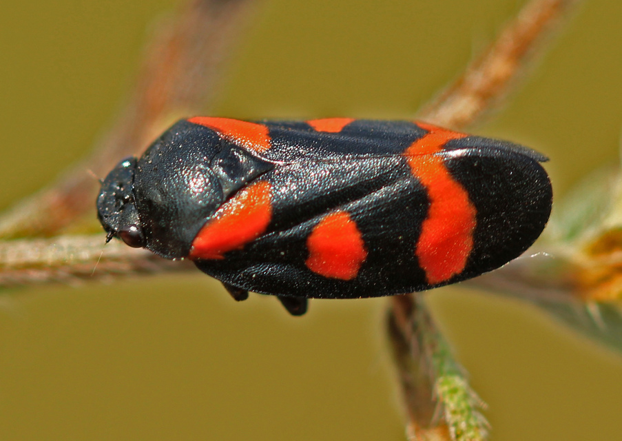 Cercopis