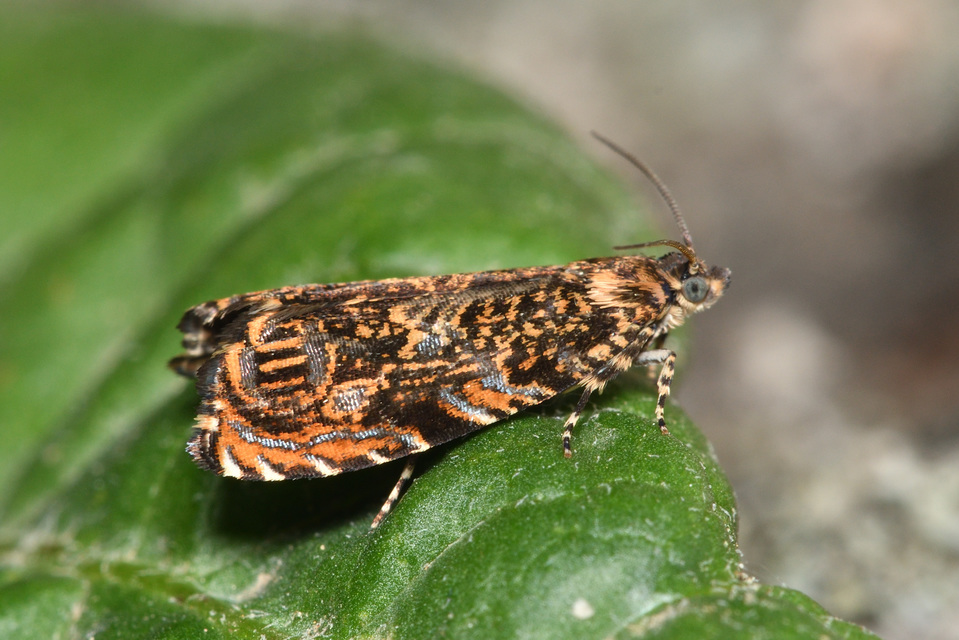 Enarmonia formosana - kéregmoly