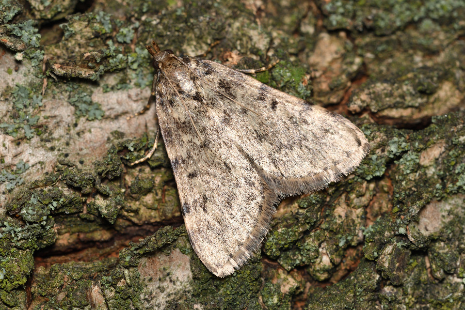 Aglossa pinguinalis - zsiradékmoly