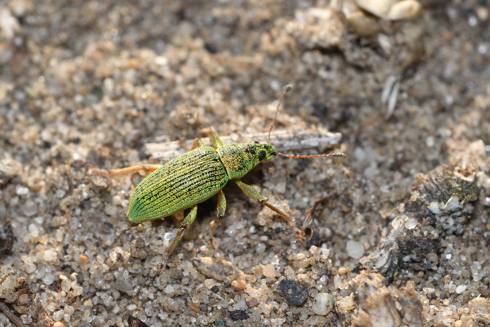 Polydrusus formosus - selymes lombormányos