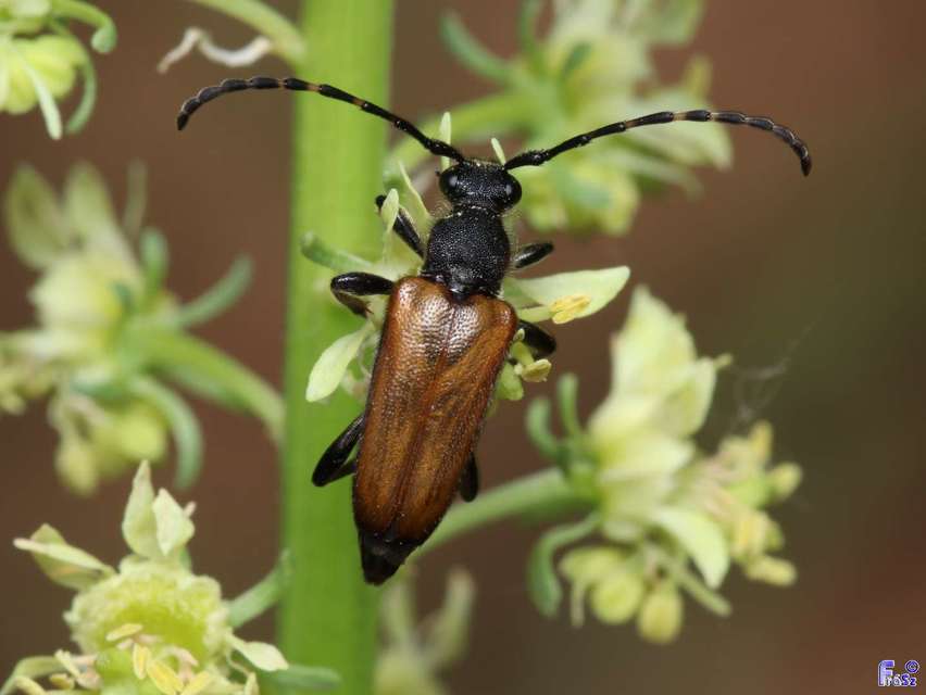 Stictoleptura maculicornis - tarkacsápú virágcincér
