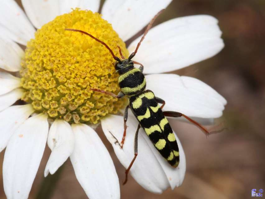 Echinocerus floralis - lucerna-darázscincér