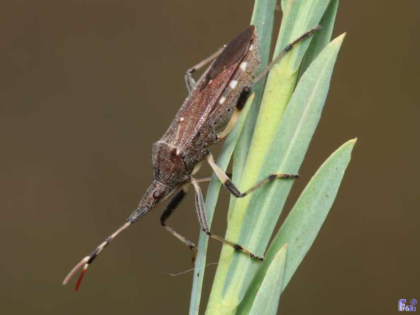 Dicranocephalus