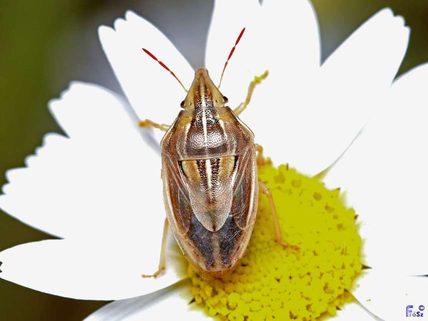 Aelia rostrata - csőrös szipolypoloska Aelia rostrata - csőrös szipolypoloska