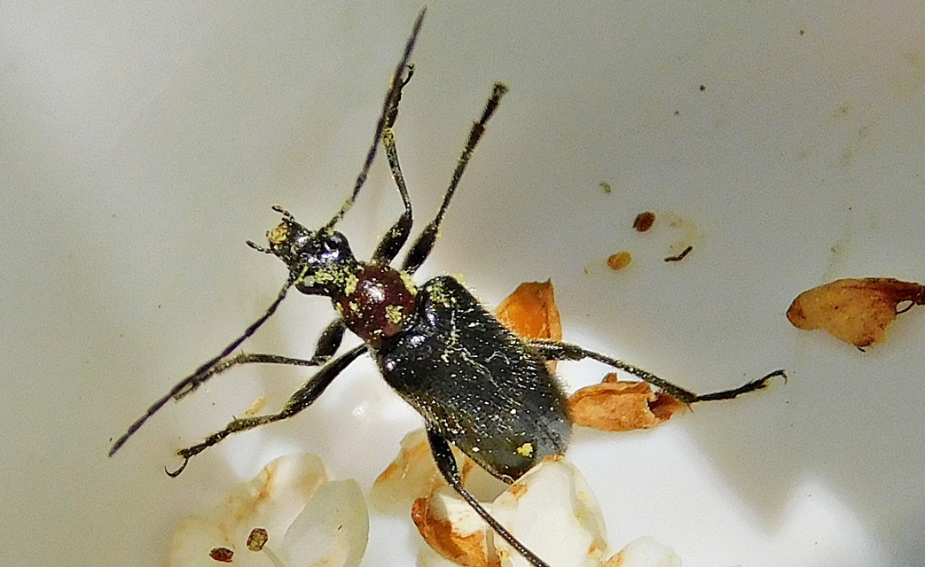 Dinoptera collaris - vörösnyakú virágcincér