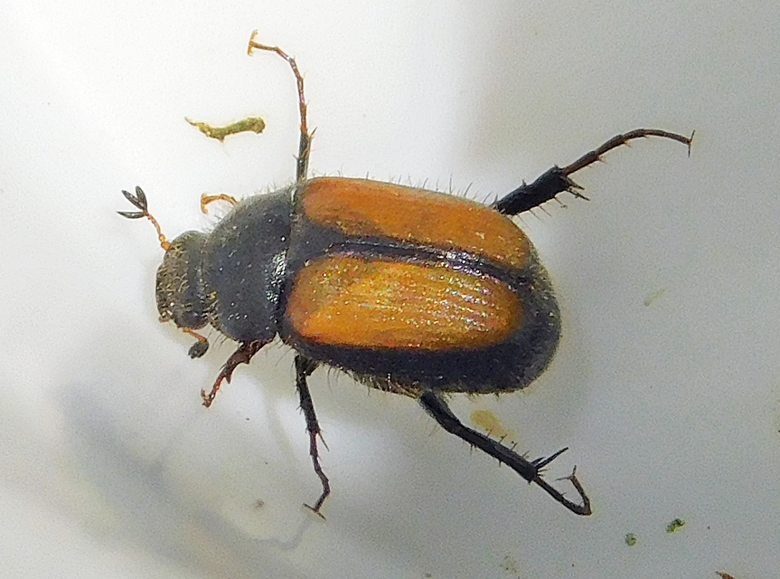Omaloplia nigromarginata - szegélyes kiscserebogár
