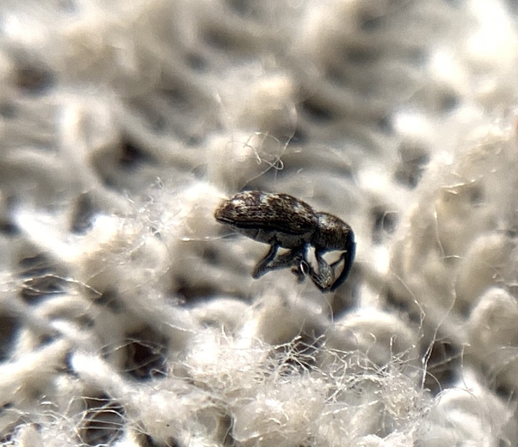 Smicronyx jungermanniae - közönséges arankaormányos