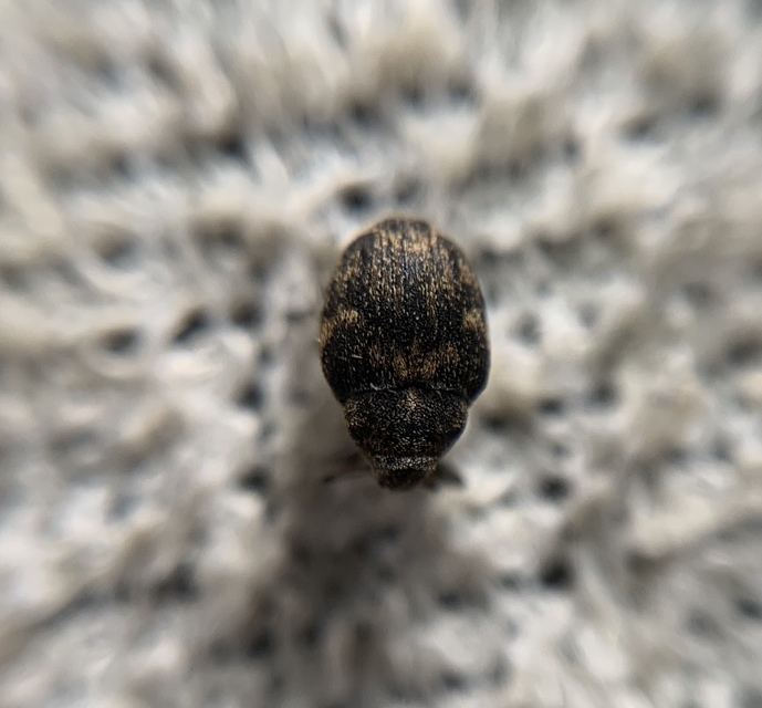 Mogulones abbreviatulus - nagy nadálytő-tarkaormányos