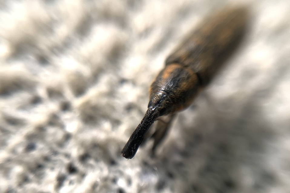 Lixus fasciculatus - nyurgalábú dudvabarkó
