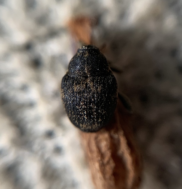 Mogulones abbreviatulus - nagy nadálytő-tarkaormányos