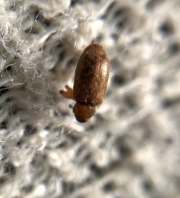 Dorytomus taeniatus - kecskefűz-hangormányos