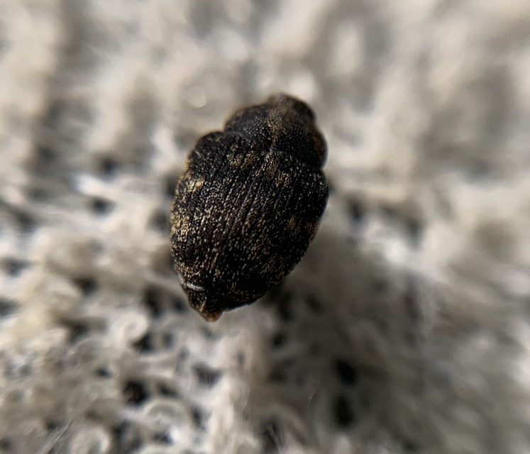 Mogulones abbreviatulus - nagy nadálytő-tarkaormányos