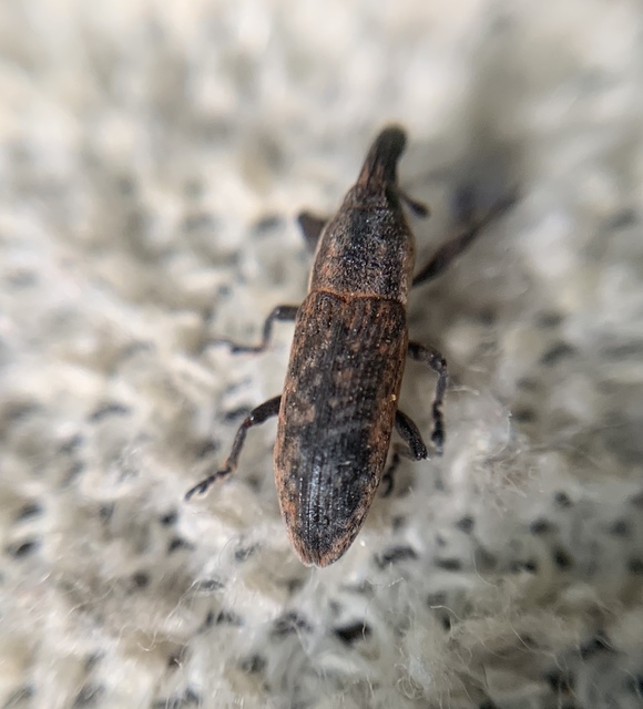 Lixus brevipes - vaskosorrú dudvabarkó