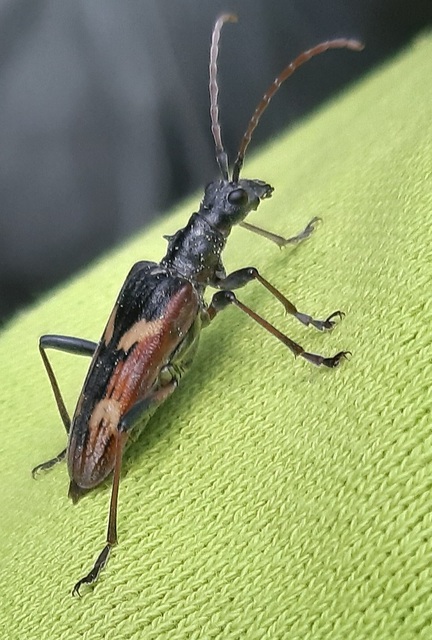 Rhagium bifasciatum - kétcsíkos tövisescincér