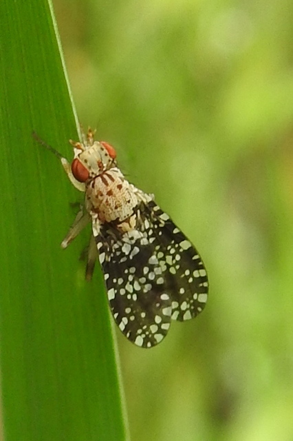Trypetoptera punctulata - pirosszemű szarvaslégy