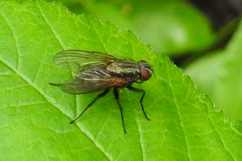Muscidae - igazi legyek