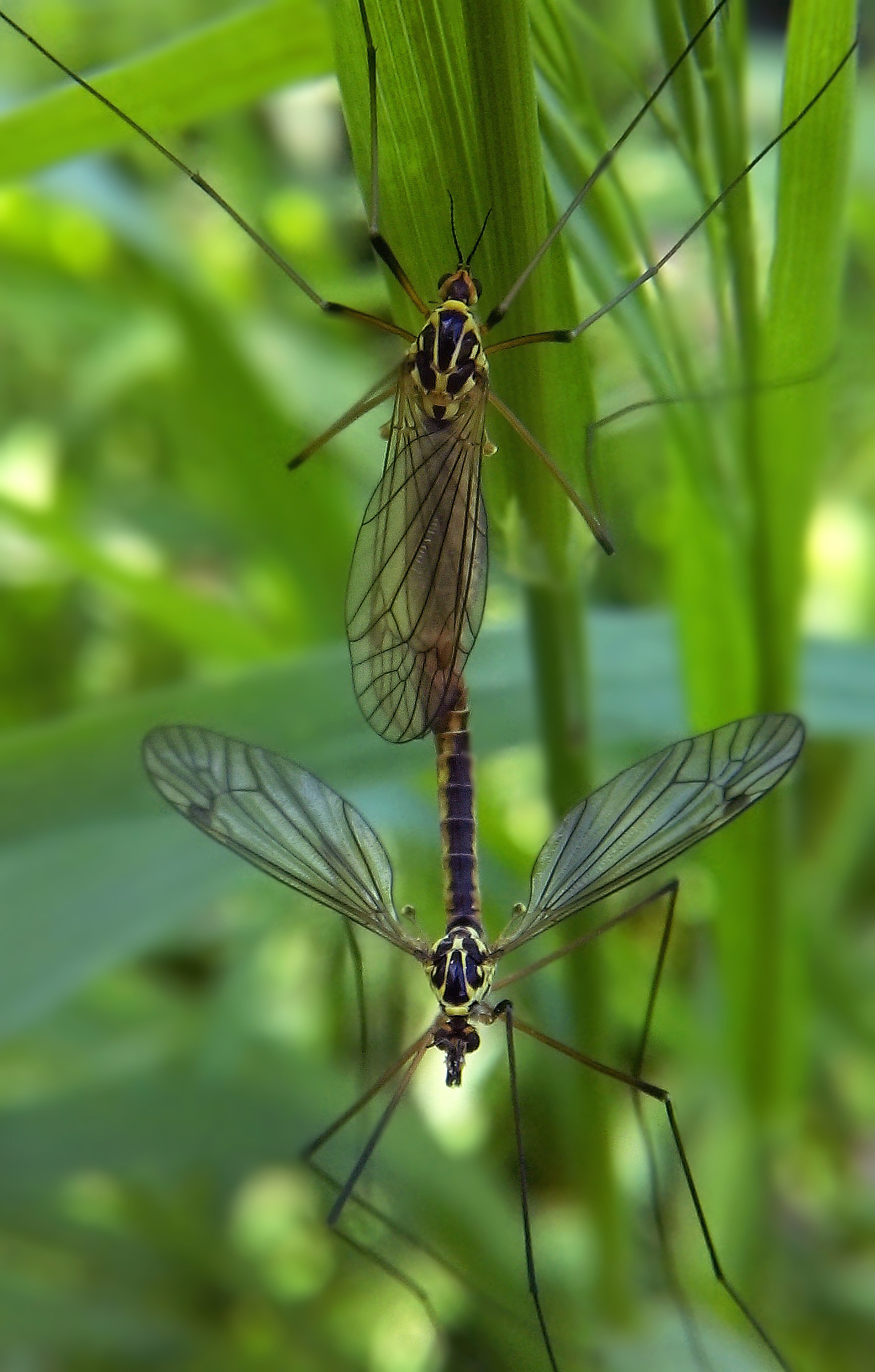 Nephrotoma appendiculata