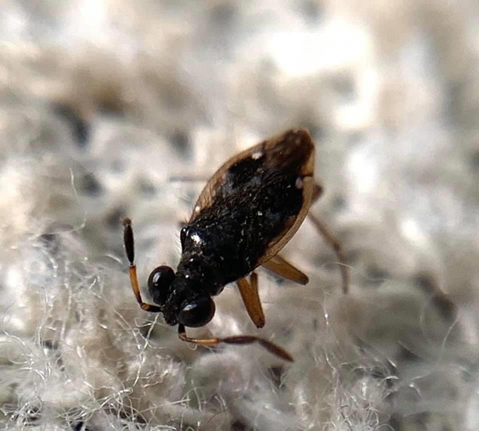 Chartoscirta cocksii - mocsár partipoloska